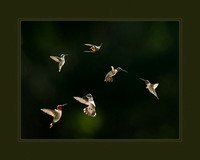 Friendly Gathering of Hummingbirds